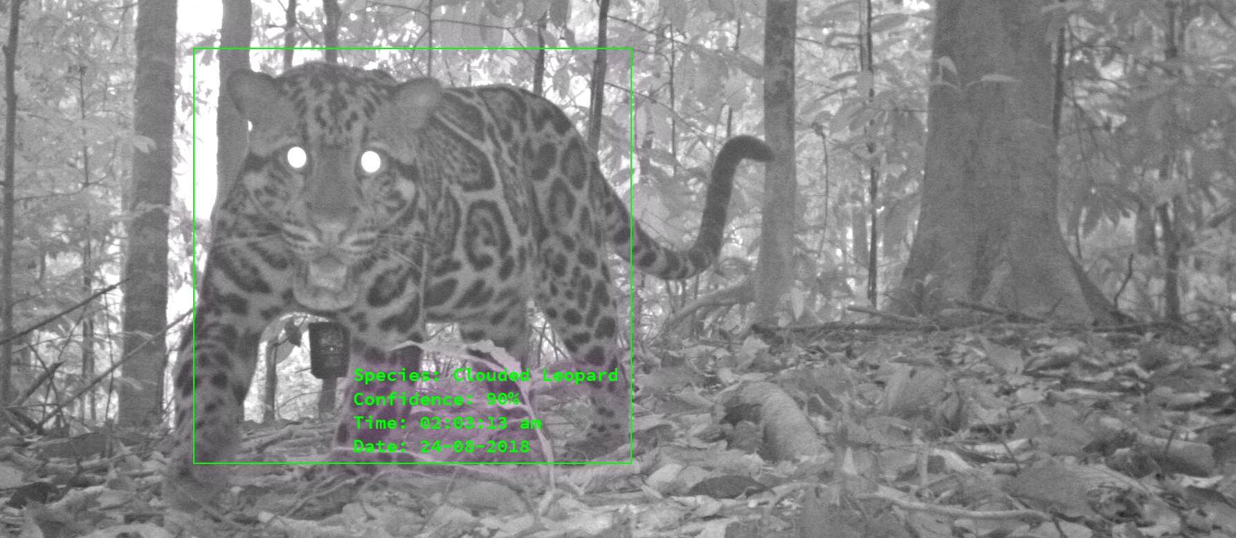Using AI and satellites to combat illegal trade of endangered species ...