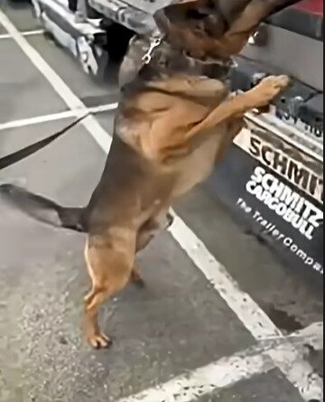 Cocaine and gold worth over 1,430,000 euros seized by Bulgarian customs officers