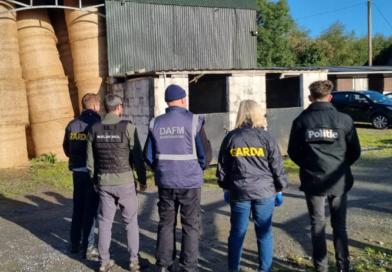 Thousands of horses caught up in Europe-wide trafficking scheme