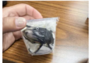 US CBP agriculture specialists intercept rare Chief Goliath beetles being smuggled to Germany
