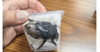 US CBP agriculture specialists intercept rare Chief Goliath beetles being smuggled to Germany