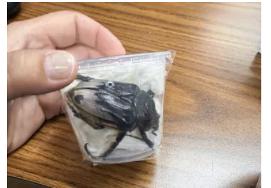 US CBP agriculture specialists intercept rare Chief Goliath beetles being smuggled to Germany